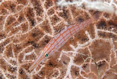 Oxycirrhites typus