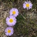 Spoon Daisy - Photo (c) bennybotany85, some rights reserved (CC BY-NC), uploaded by bennybotany85