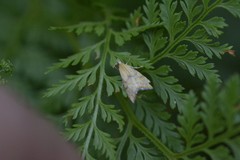 Glaucocharis auriscriptella