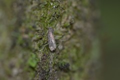 Cryptaspasma querula