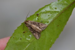 Ichneutica mutans