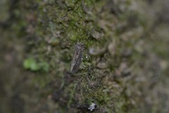 Cryptaspasma querula