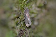 Cryptaspasma querula
