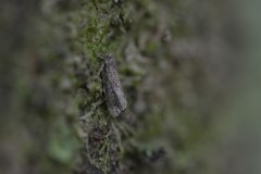 Cryptaspasma querula