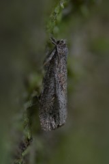 Cryptaspasma querula