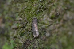 Cryptaspasma querula