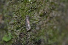 Cryptaspasma querula
