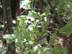 Coprosma macrocarpa minor