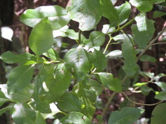 Coprosma macrocarpa minor