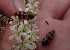 Castiarina crenata