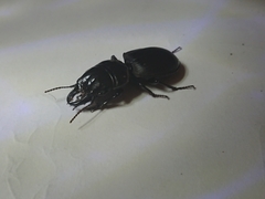 Pachyodontus languidus