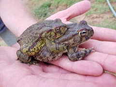 Sclerophrys poweri