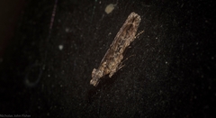 Hypatima dermatica