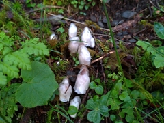 Monotropastrum humile