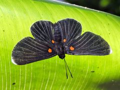 Melanis acroleuca acroleuca