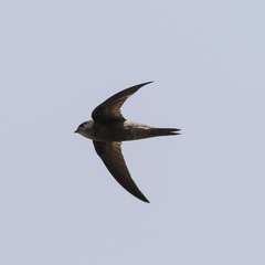 Cape Verde Swift photo 2