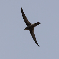 Cape Verde Swift photo 3