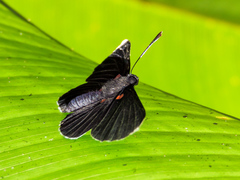 Melanis acroleuca acroleuca