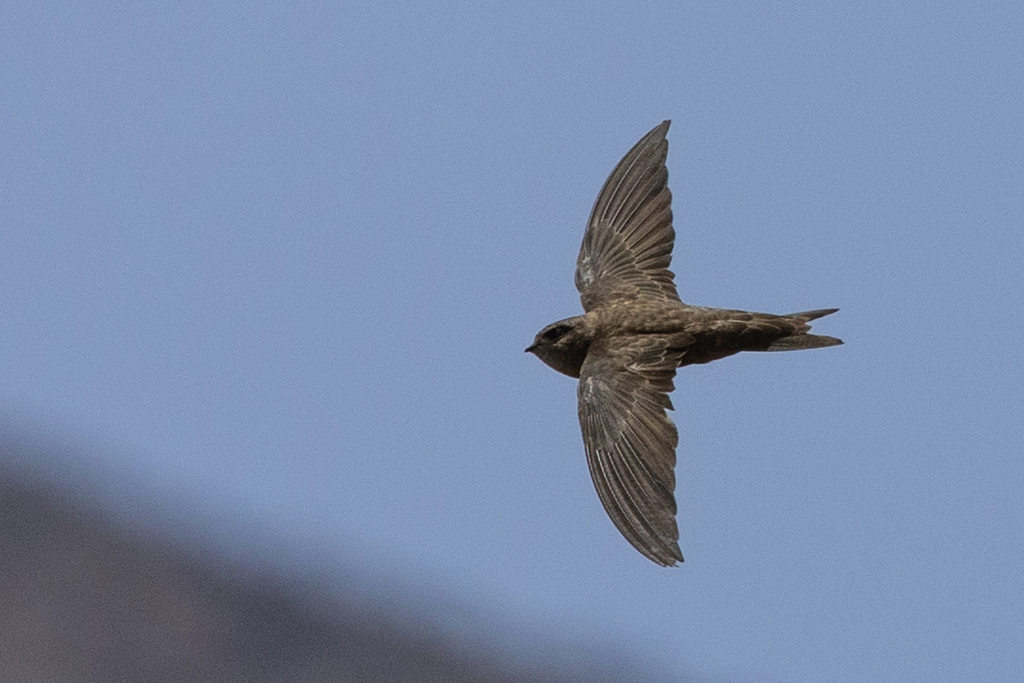 Cape Verde swift from Porto Novo, Cabo Verde on July 1, 2023 at 03:20 ...