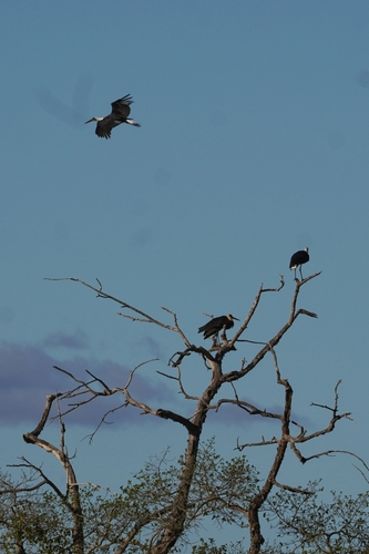 African Woolly-necked Stork (Ciconia microscelis), photo 8