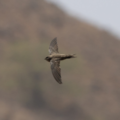 Cape Verde Swift photo 4