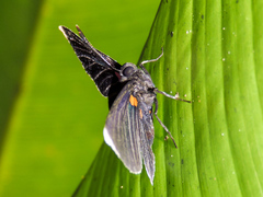 Melanis acroleuca acroleuca