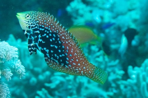 Macropharyngodon marisrubri