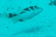 Canthigaster cyanospilota