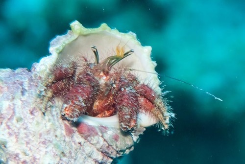 Aniculus retipes