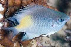 Yellowfin Damsel photo 1