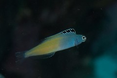 Plagiotremus townsendi