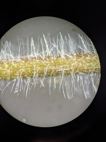 Image of Dichanthelium malacophyllum by (c) Alaina Krakowiak, some rights reserved (CC BY)