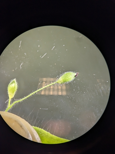 Image of Softleaf Rosette Grass (Dichanthelium malacophyllum) by (c) Alaina Krakowiak, some rights reserved (CC BY)