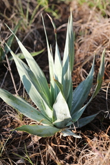 Ledebouria marginata