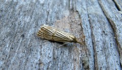 Chrysocrambus linetella