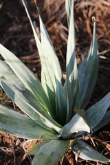 Ledebouria marginata
