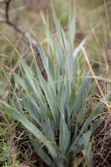 Ledebouria marginata