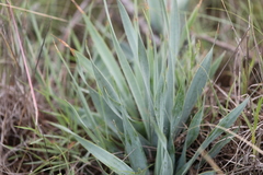 Ledebouria marginata