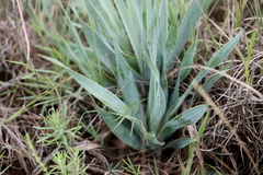 Ledebouria marginata