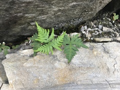 Aleuritopteris argentea