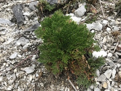 Selaginella tamariscina
