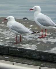 Chroicocephalus novaehollandiae
