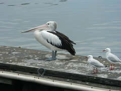 Pelecanus conspicillatus