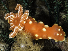 Gymnodoris aurita image