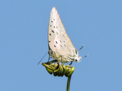 Pseudolycaena damo