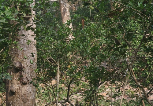 Foto de Limão siciliano