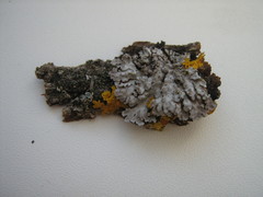 Physconia enteroxantha