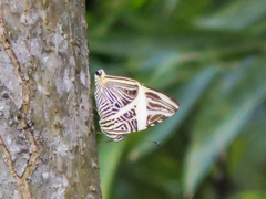 Colobura dirce dirce