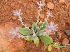 Ptilotus sessilifolius