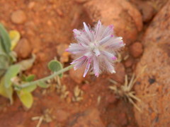 Ptilotus sessilifolius